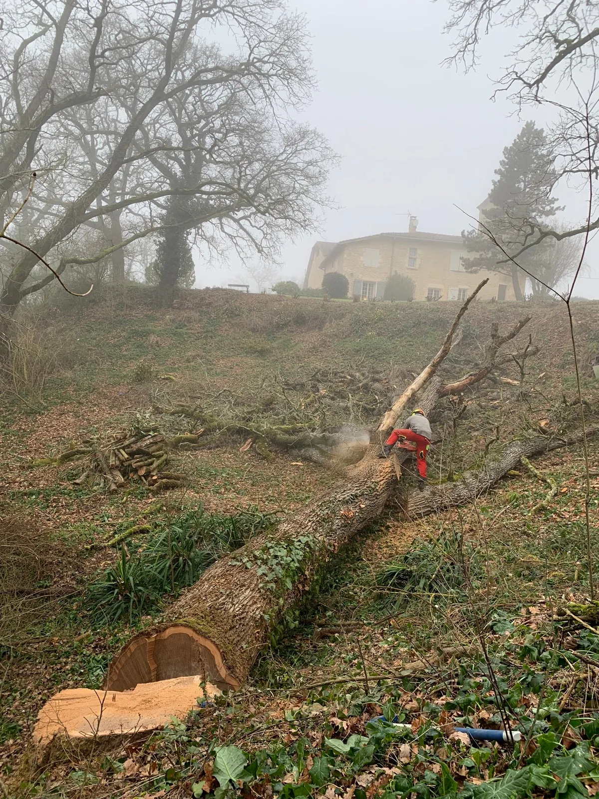 Élagage Anthony Cabassy, élagueur à Sainte-Anne — réalisation 2